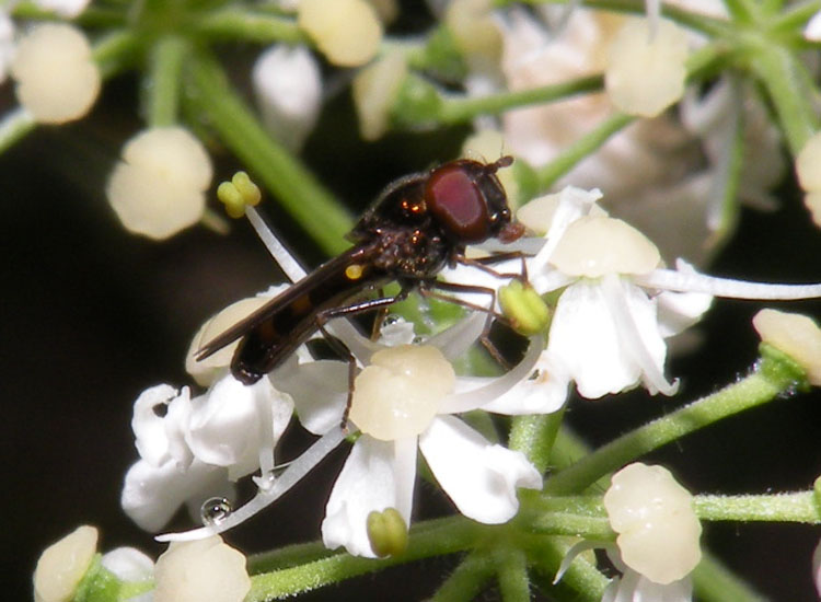 Pipunculidae o Syrphidae?